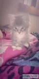 9-10 week old male kitten