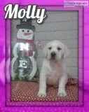 Molly Female AKC Labrador Retriever