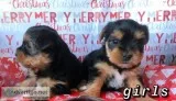 Purebred Yorkie Females
