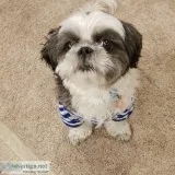 Adorable puppy ready for adoption