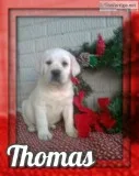 Thomas Male AKC Labrador Retriever