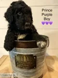 Goldendoodle Puppies F1B Black and White