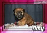 Amy Female AKC Soft Coated Wheaten Terrier