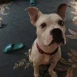 Boxer Valley Bulldog Mix