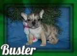Buster Male French Bulldog Mix