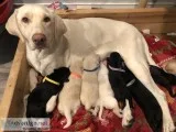 American Labrador Puppies