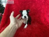 Boston Terrier Puppies