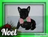 Noel Female French Bulldog