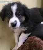 Mini Australian Shepherd Puppy