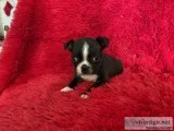 Boston Terrier Puppies
