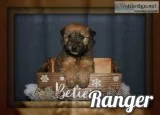 Ranger Male AKC Soft Coated Wheaten Terrier