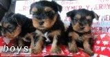 Purebred Yorkie Males