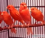 Male Red Factor Canaries for Sale