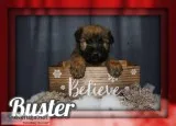 Buster Male AKC Soft Coated Wheaten Terrier