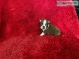 Boston Terrier Puppies