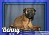 Benny Male AKC Soft Coated Wheaten Terrier