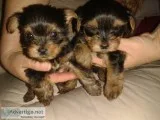 Free adorable for Yorkie Puppies for free Adoption