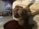 Mini Golden doodle (1.5 years old)
