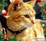 reply      LOOKING FOR MY FOREVER XMAS FAMILY HOME