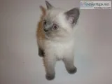 Cute British Blue and Colourpoint Shorthair Kittens