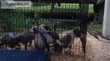 American blue bully pups 8wks old