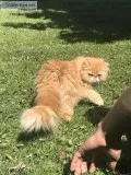 Persian Cat