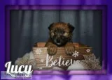Lucy Female AKC Soft Coated Wheaten Terrier