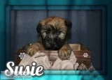 Susie Female AKC Soft Coated Wheaten Terrier