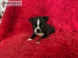 Boston Terrier Puppies