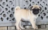 Cute pug puppies available