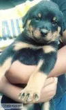 german sherphern