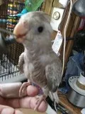Rare Handfed Tiels-Wf Pearl Lutinos Yellow CheekCin.PearlTemp 25