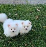 Nice pomeranian puppies ready