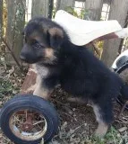 German shepherd puppies ready