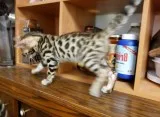 Bengal kittens ready