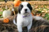 Beautiful saint bernard puppies ready