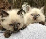 Ragdoll kittens for sale