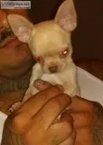 Tiny Apple Head Male Fievel Mousekowitz Grand Son