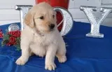 Golden retriever puppies for sale