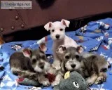 Miniture Schnauzer Puppys for sale
