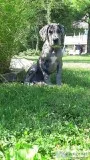 11 Week Old Merle Great Dane Puppy