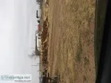 Firewood