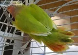 Two 3 month old tame lovebirds for sale