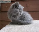 Female  beautiful young british shorthair kitten