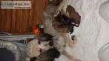Akc standard poodle puppys Plantersville tx