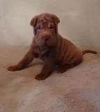 AKC Choco Babies Chinese Shar-Pei pups