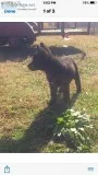 Black German Shepards