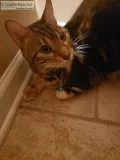 Female Bengal Cat