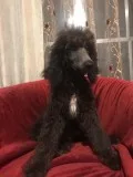 Poodles AKC Standatd