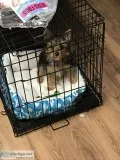 Yorkie 5 months old